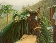 1994 Donkey by Richard